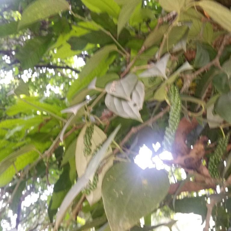 Jungle Village Homestay Pinnawala  Luaran gambar